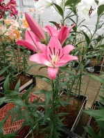 [5197 Brusago VH No02.JPG]